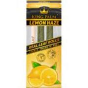 King palm - lemon haze mini - Rabbit Habit 